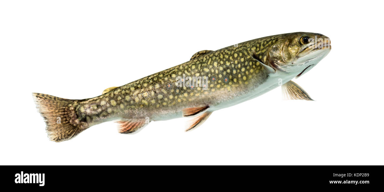 Brook trout swimming, isolated on white Stock Photo