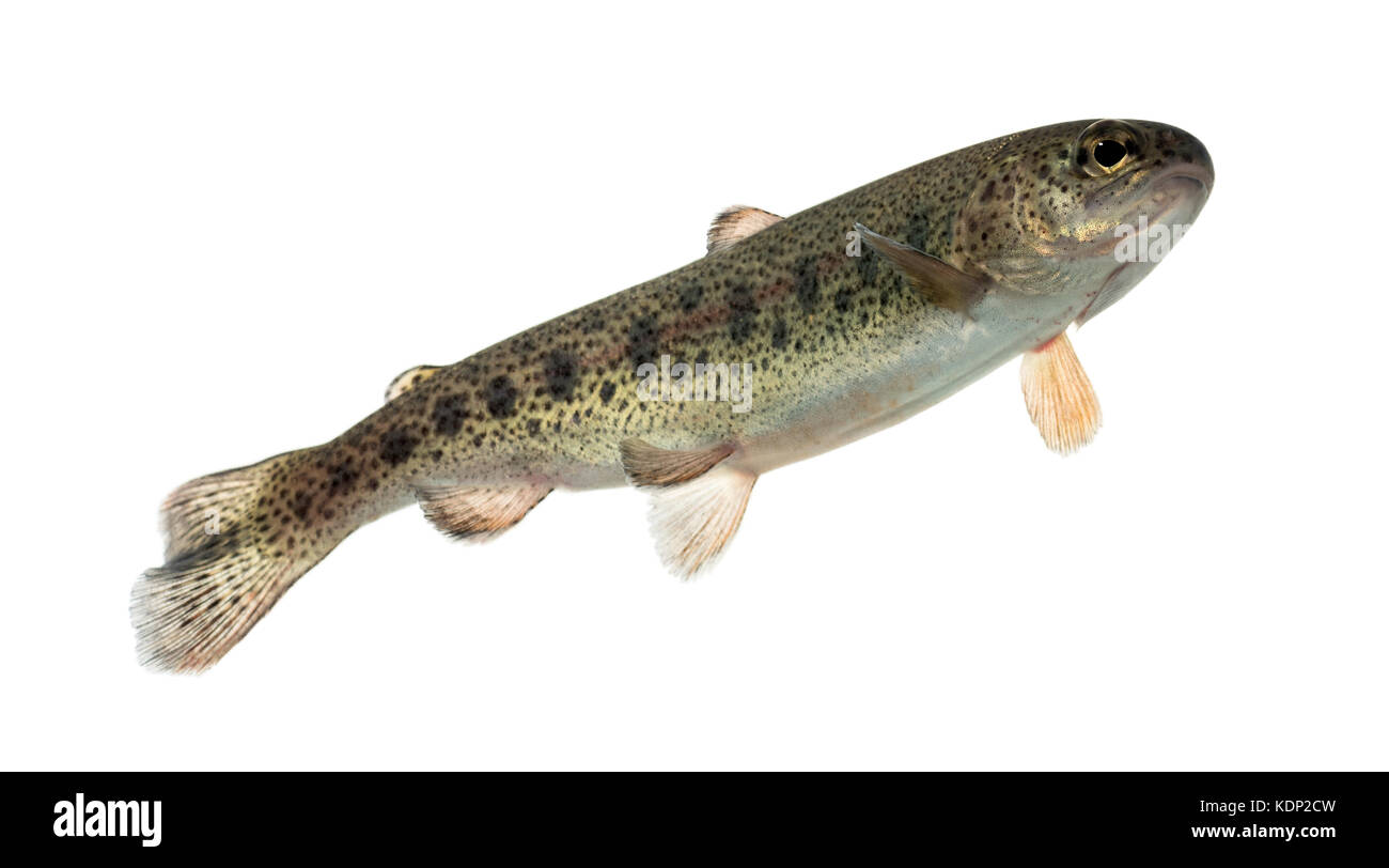 Rainbow trout swimming, isolated on white Stock Photo