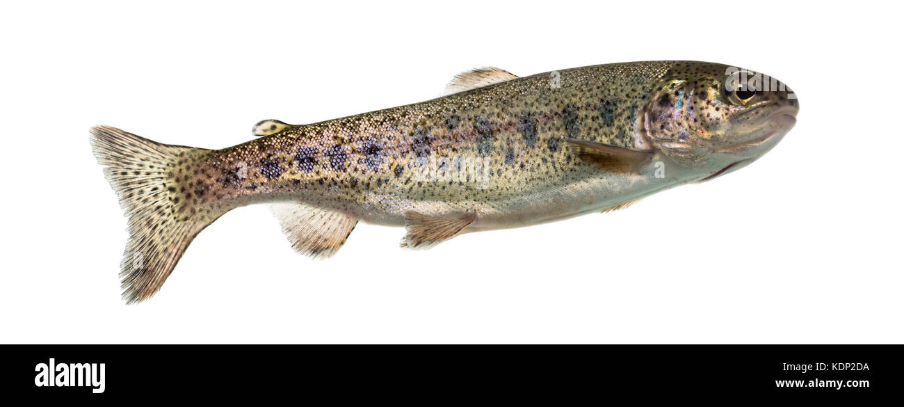 Rainbow trout swimming, isolated on white Stock Photo