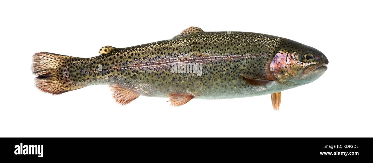 Rainbow trout swimming, isolated on white Stock Photo