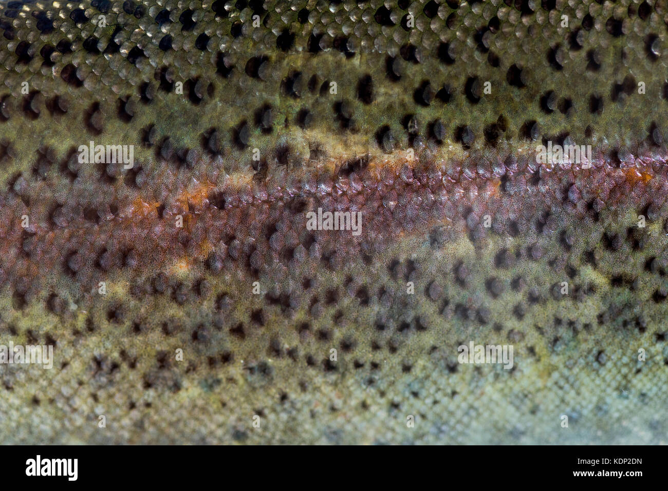Closeup of rainbow trout scales Stock Photo Alamy