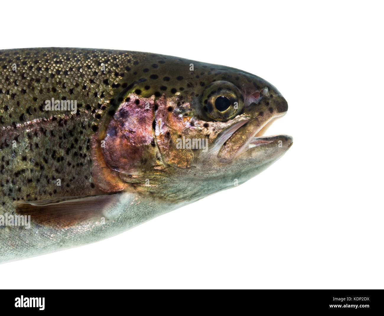 Close-up of head of rainbow trout, isolated on white Stock Photo