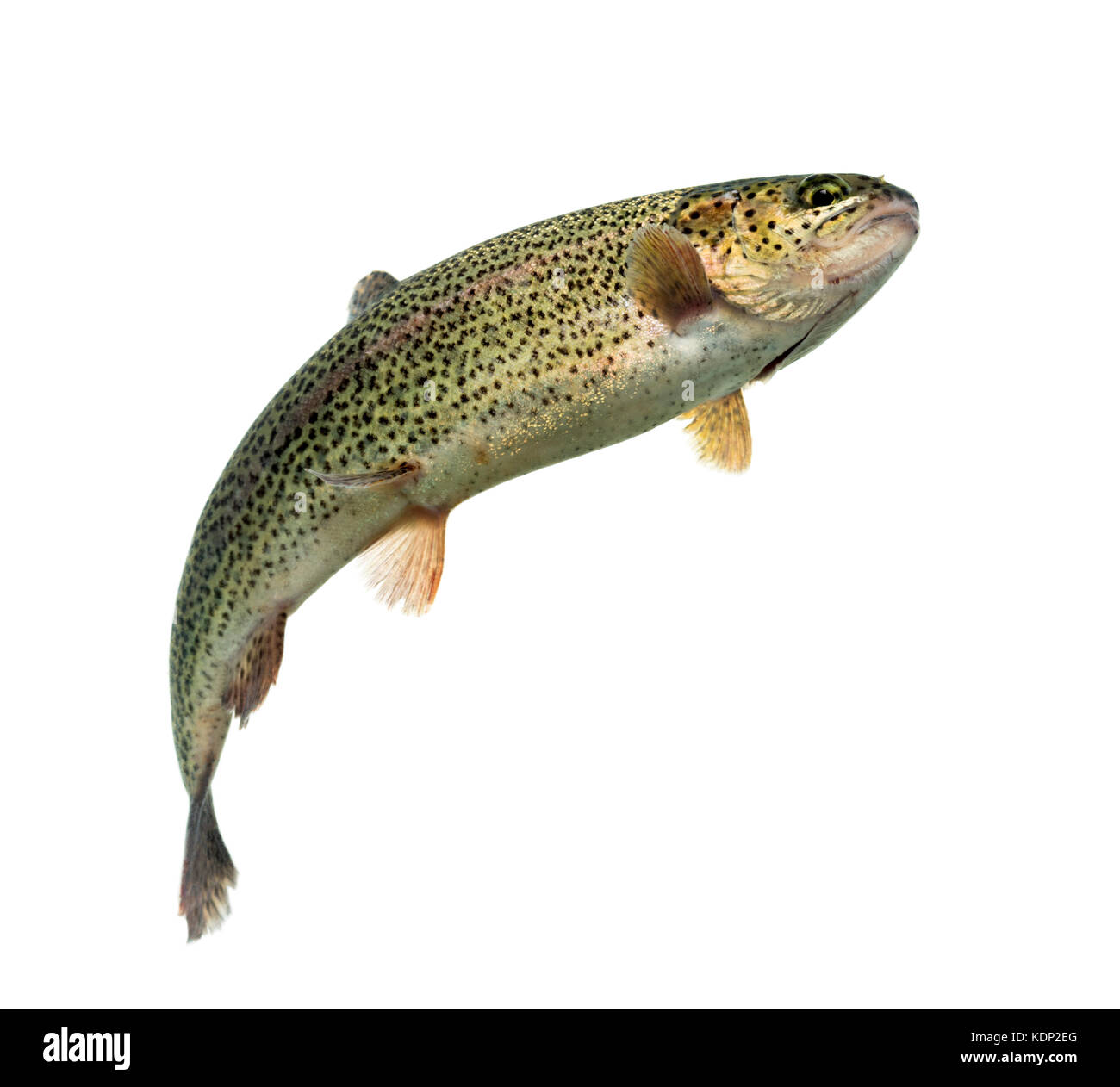 Dorsal fin rainbow trout hires stock photography and images Alamy