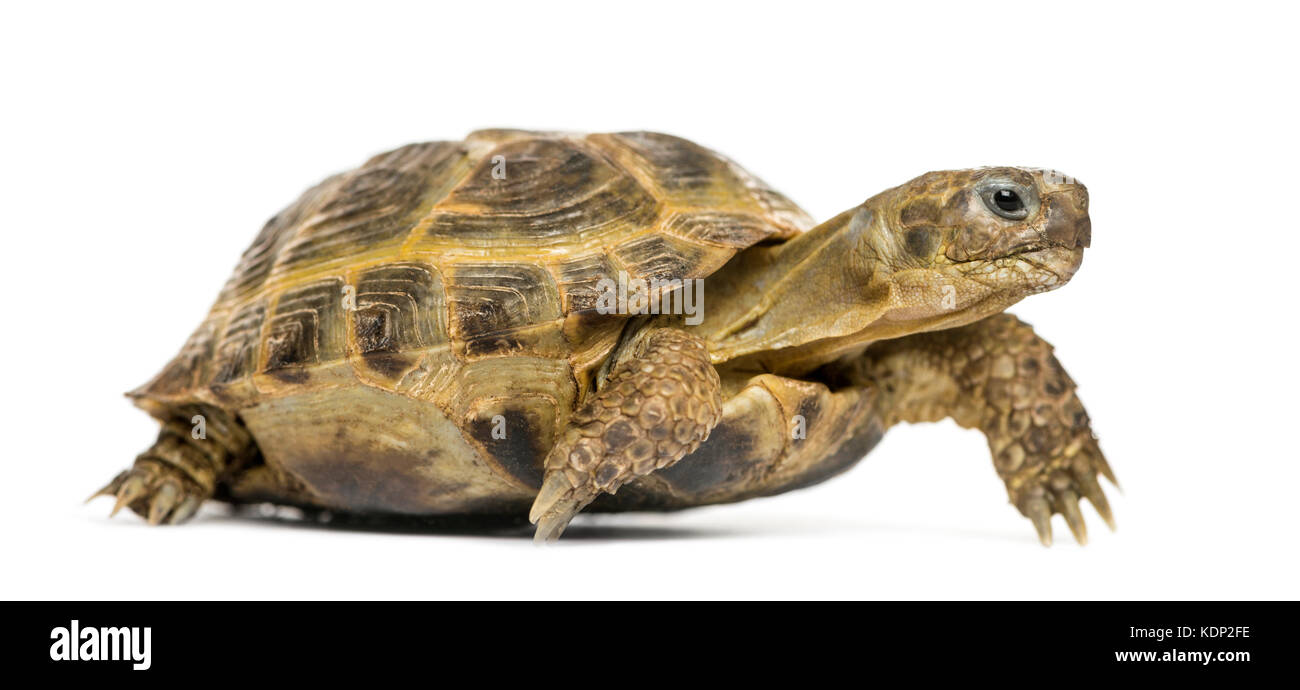 Turtle walking, isolated on white Stock Photo - Alamy