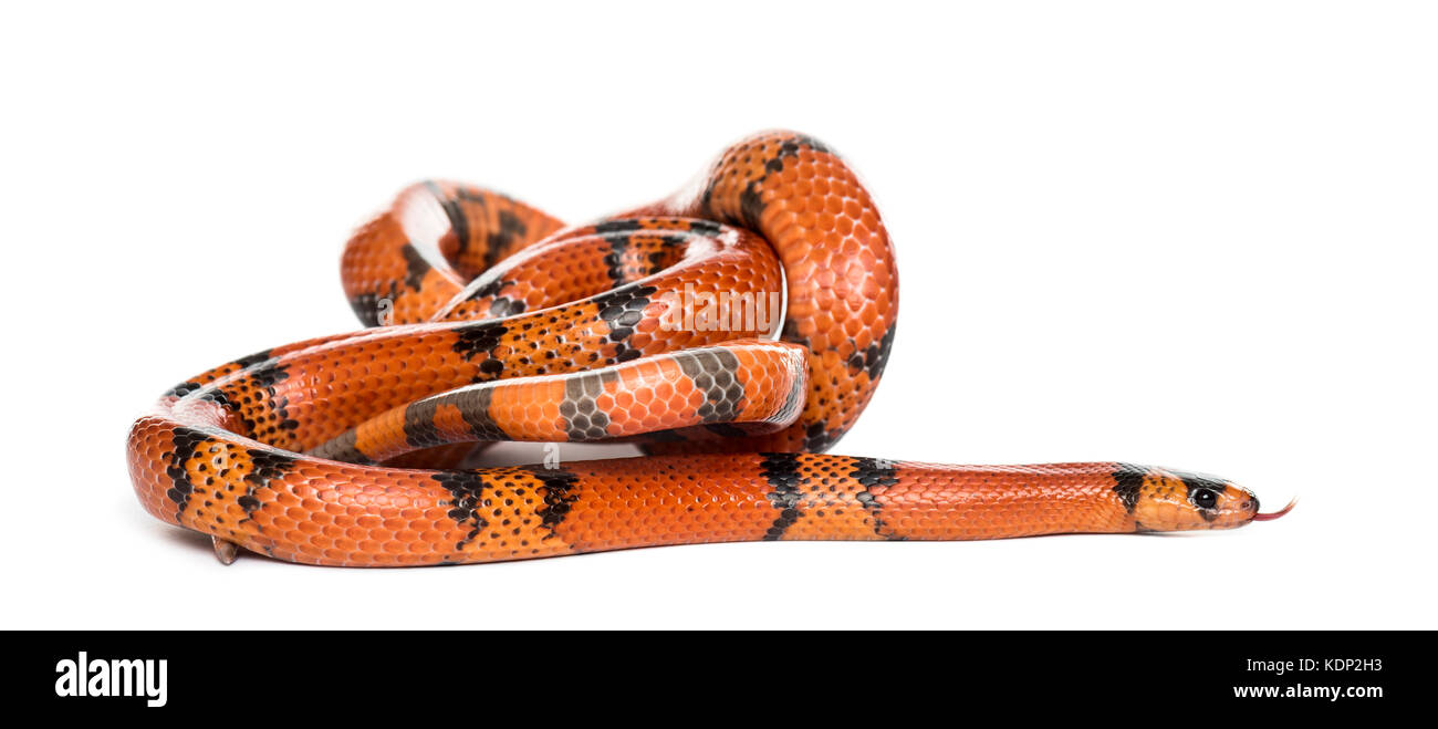 Orange and black snake rolling, isolated on white Stock Photo Alamy
