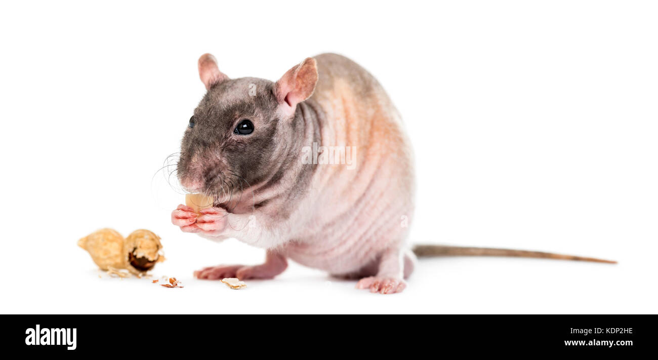 Rat eating peanut, isolated on white Stock Photo Alamy