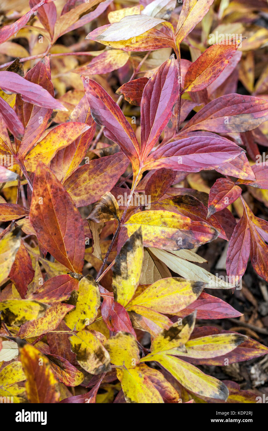 Paeonia lactiflora ' Susie ', autumn red leaves Stock Photo