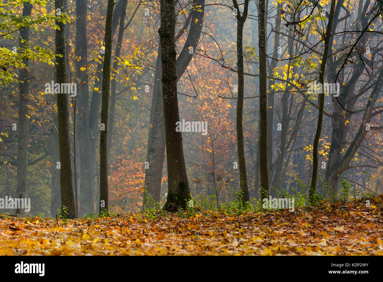 Foggy forest in the morning Stock Photo - Alamy