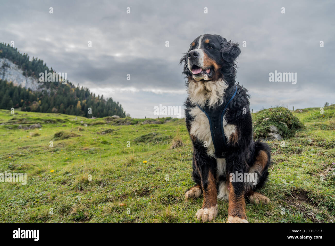 Beautiful Male Bernese Mountain Dog in the Appenzell region of Swiss Alps Stock Photo