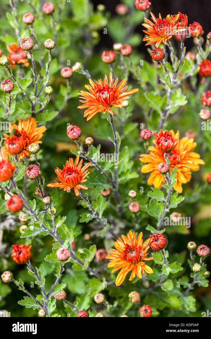 Chrysanthemum Mandarine, orange, autumn colors Stock Photo