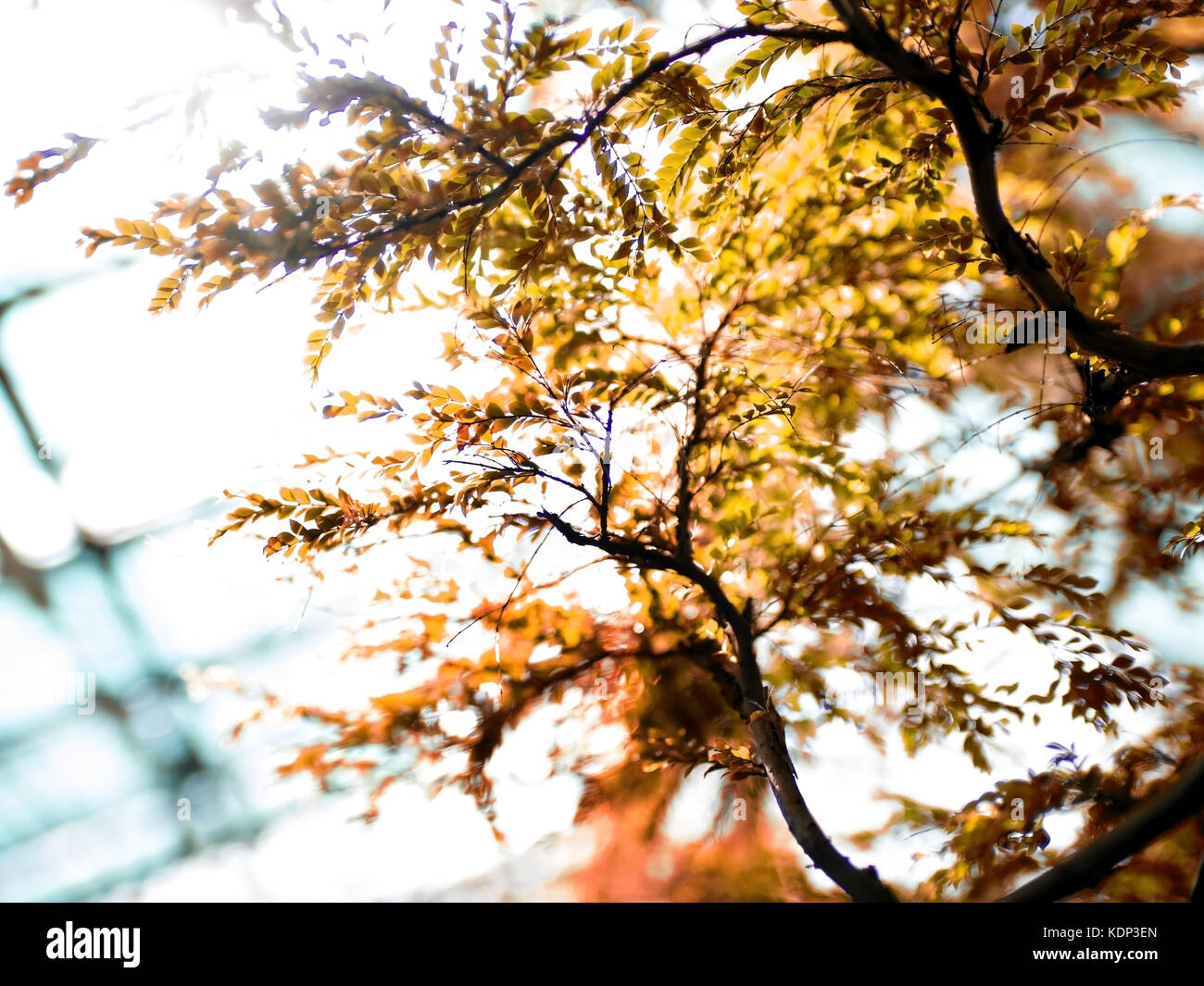 Autumn tree with the window on the background. Abstract baccground ...