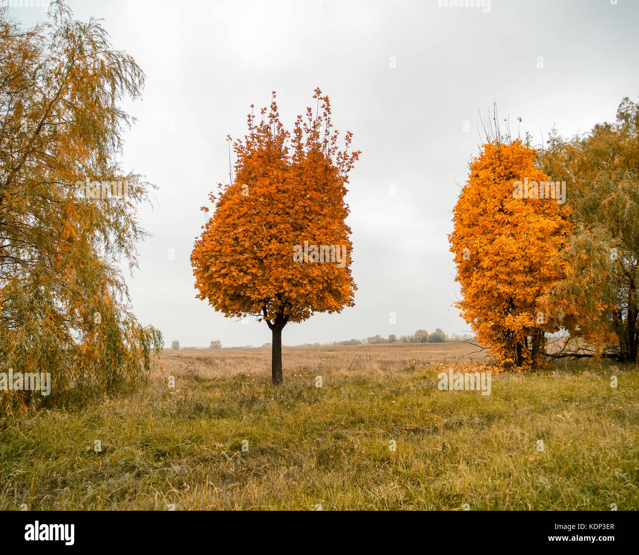 A separate tree with an unusual crown in the autumn forest. Clear sky ...