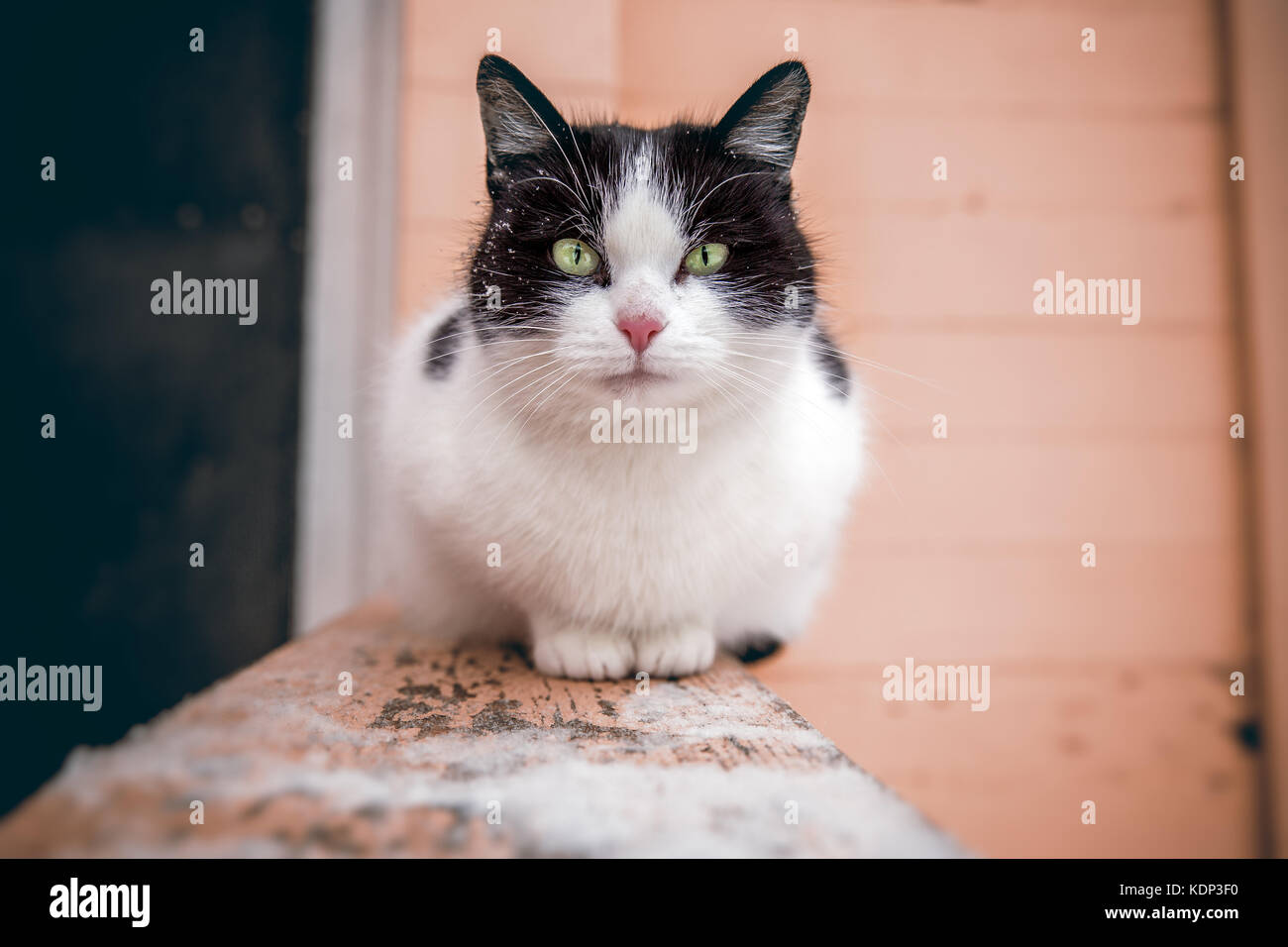 A large black and white cat with green eyes is sitting on the railing of the stairs at the entrance of the house and looks into the frame. Close-up. B Stock Photo