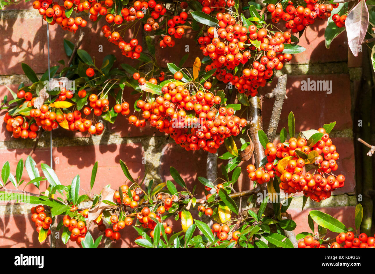 Berries of Pyracantha 'Fiery Cascade' Stock Photo