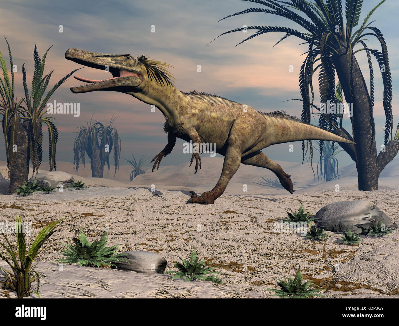 Austroraptor dinosaur walking in the desert by sunset -3D render Stock Photo