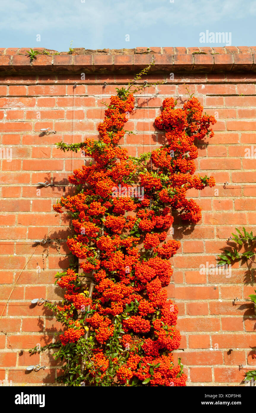 Pyracantha Saphyr Rouge 'Cadrou' heavily laden with berries, trained up a brick wall. Stock Photo