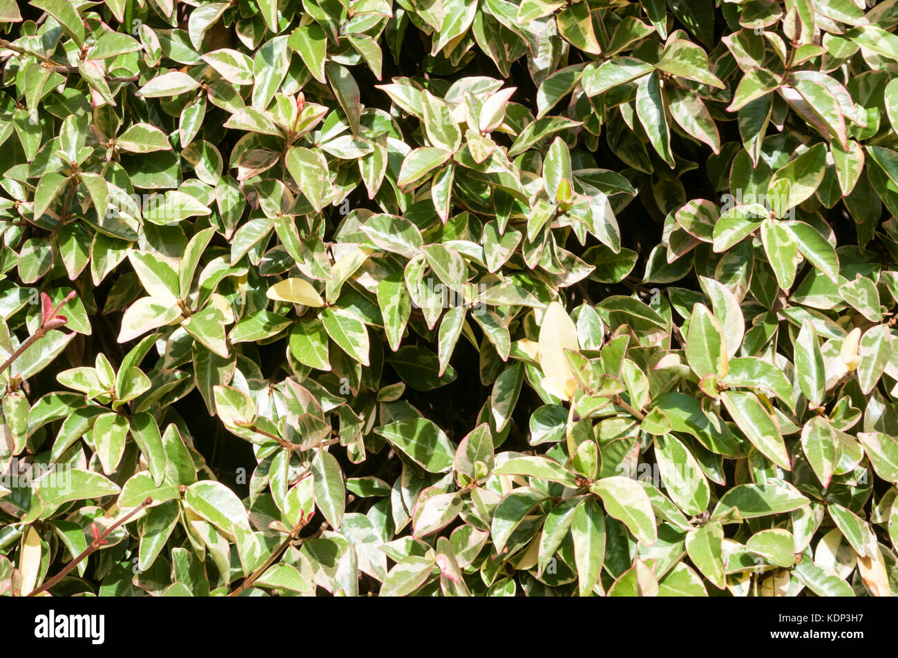 Variegated foliage of Trachelospermum jasminoides 'Variegatum'. Stock Photo