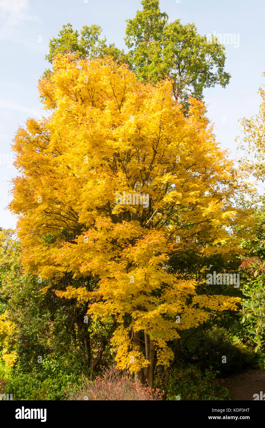 Acer palmatum momiji hi-res stock photography and images - Alamy