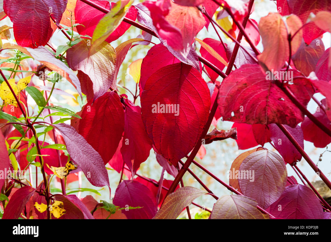 Red leaves and stems of Siberian dogwood or Cornus alba 'Sibirica' Stock Photo