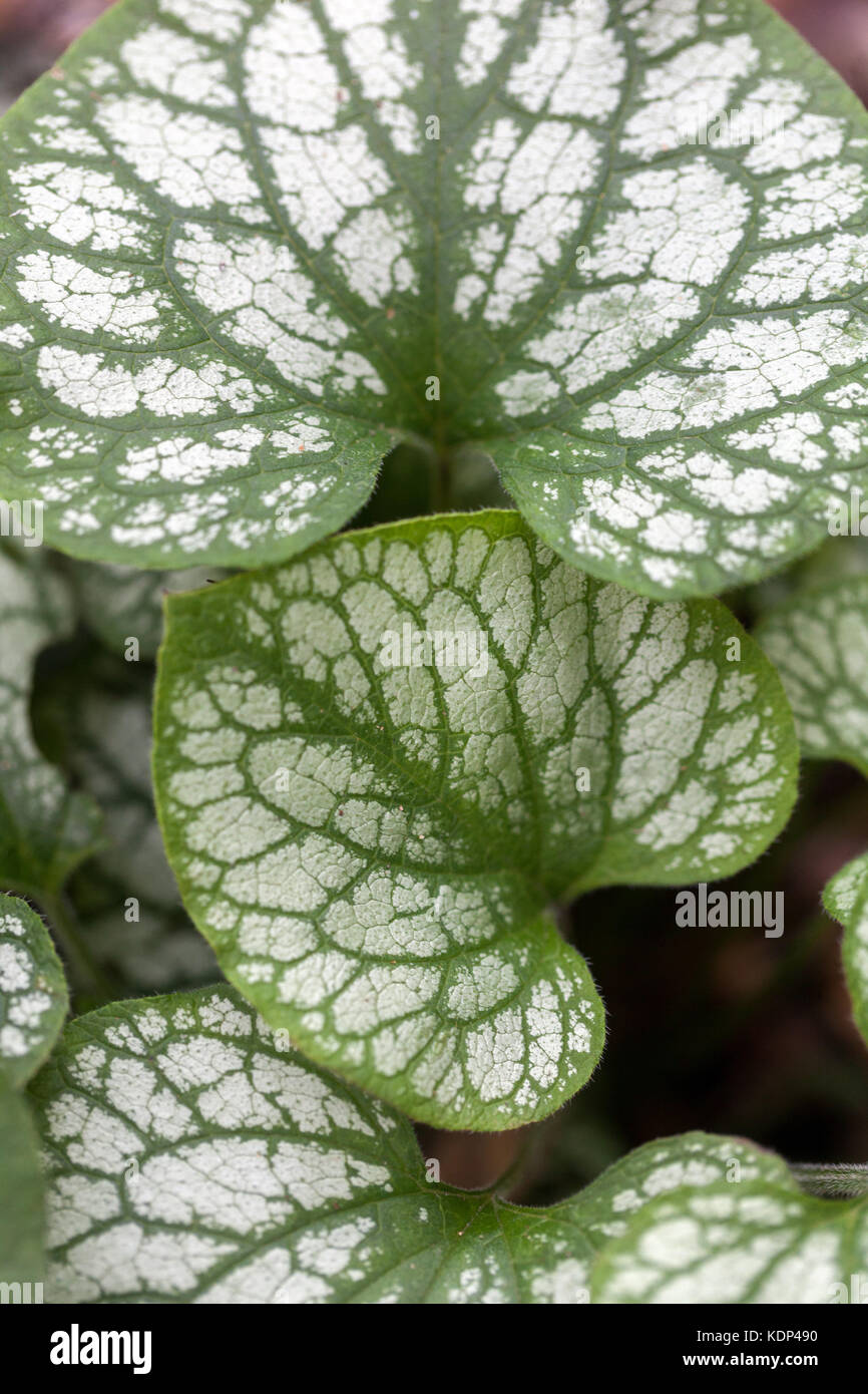 Brunnera macrophylla ‘ Mr Morse ’, leaves Stock Photo