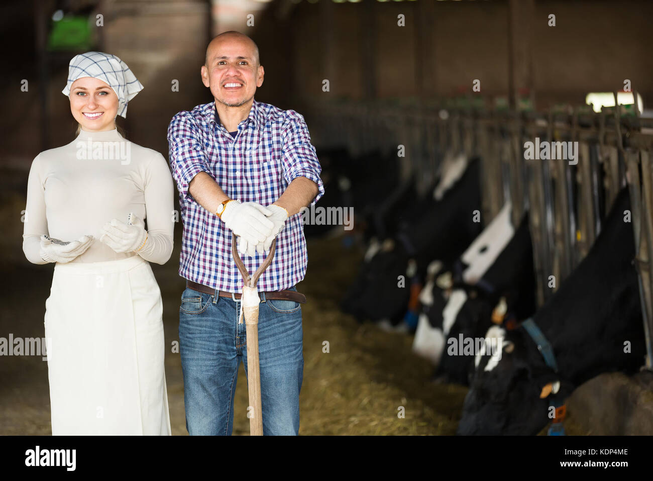 Two smiling farmers taking a pause in hangar with cows Stock Photo - Alamy