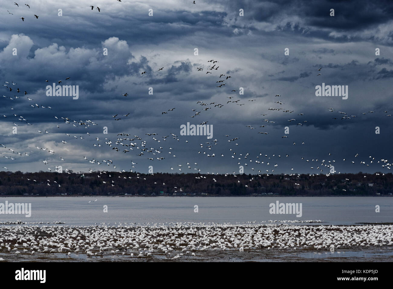 Migrating snow geese (Anser caerulescens) landing on the shore of the St Lawrence River at Cap Rouge in Quebec City, white against a stormy sky Stock Photo