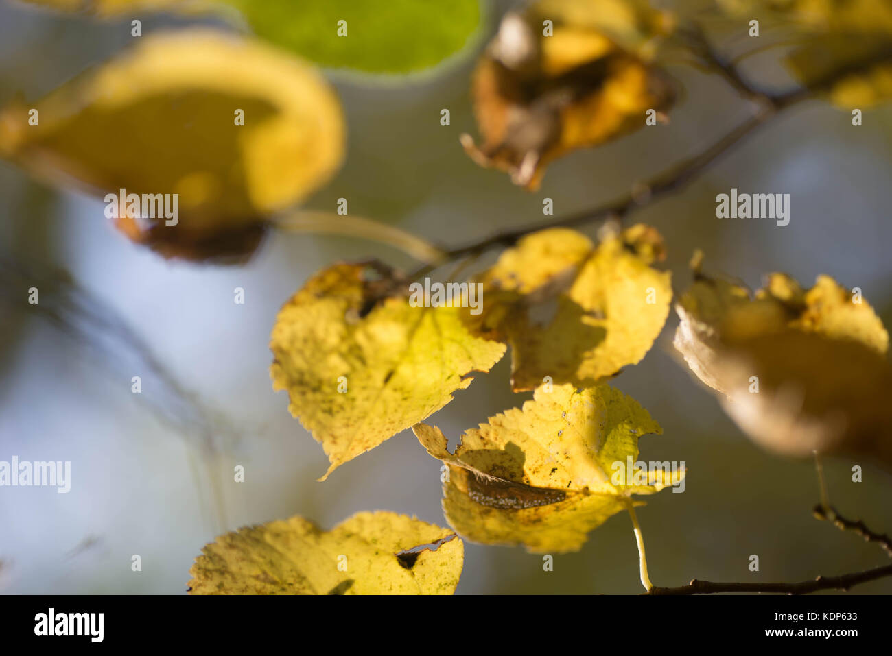 yellow fall leaves on branch selective focus closeup Stock Photo