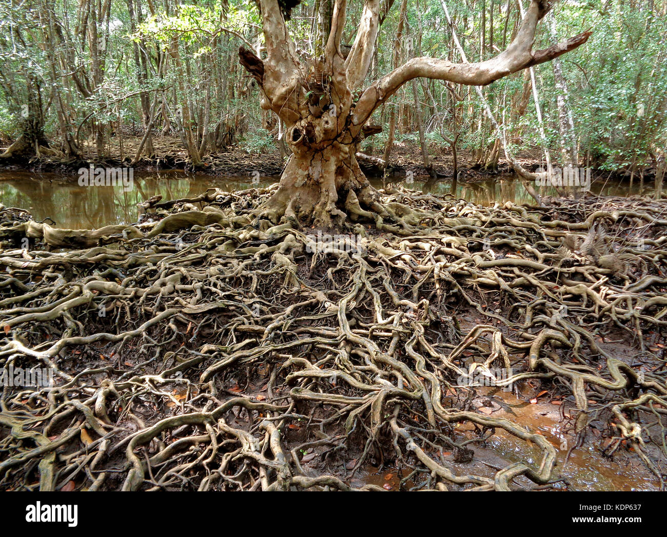 Incredible tree roots in the mangrove forest of Trat Province, Thailand Stock Photo