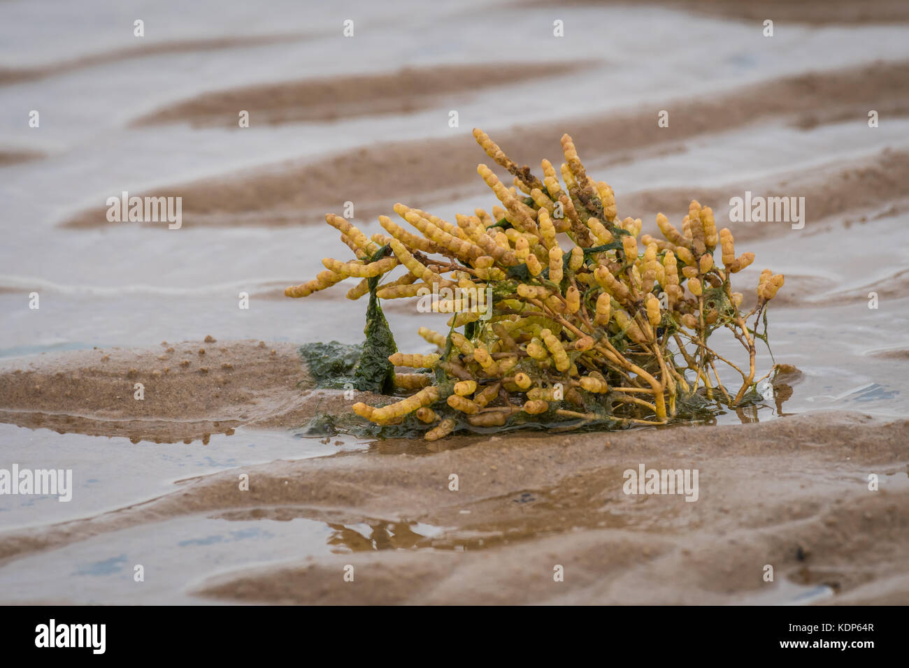 A samphire plant growing on the beach in the sand exposed with the tide out and seaweed on the stem Stock Photo