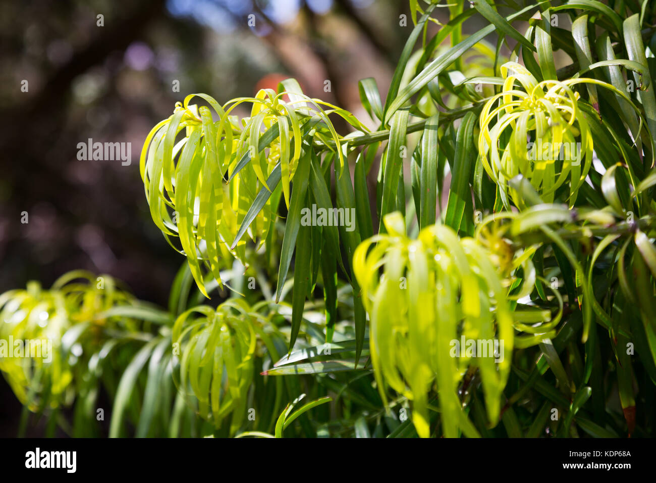 Podocarpus Henkelii plant  in spring Stock Photo