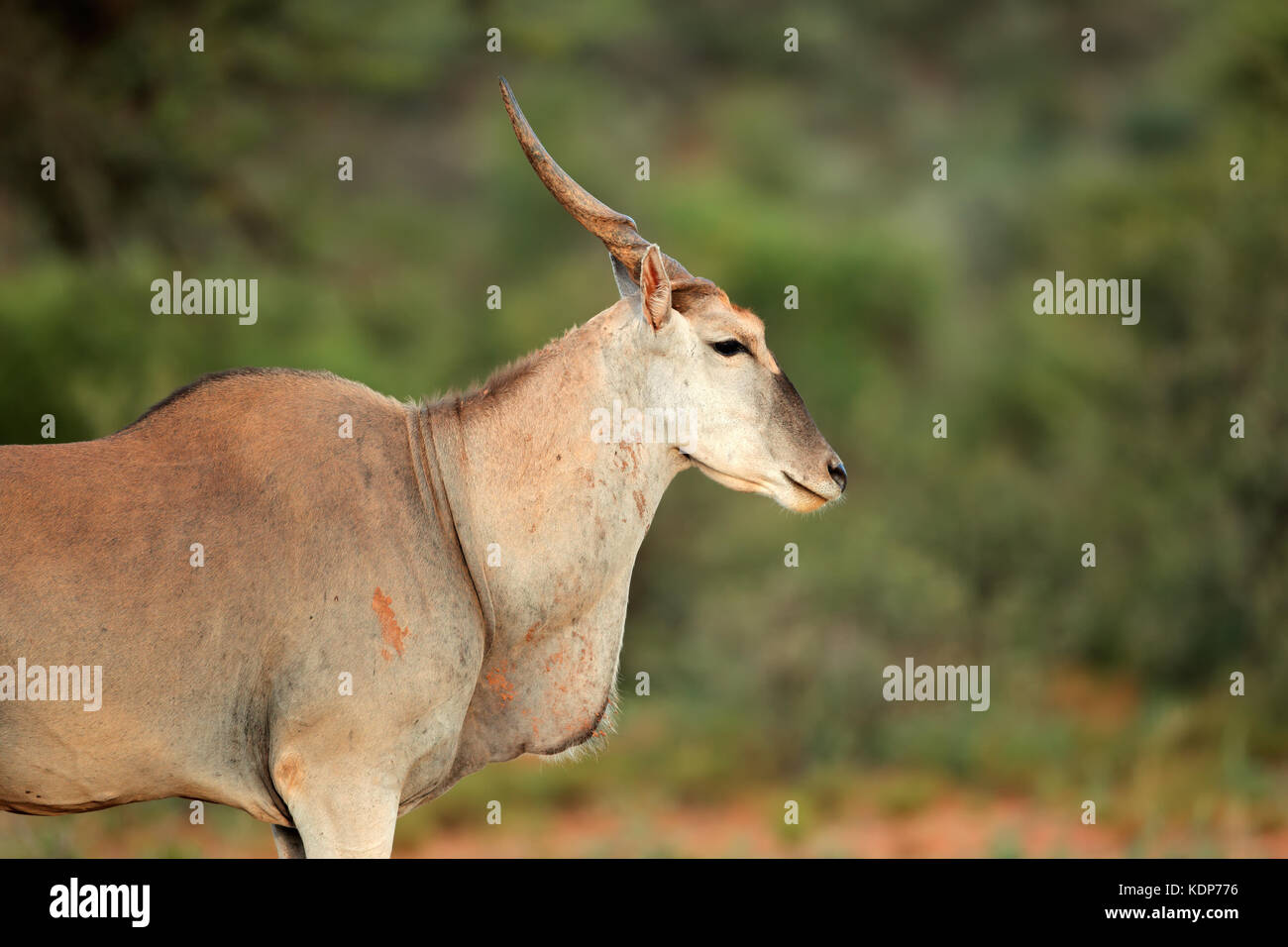 Portrait of a large male eland antelope (Tragelaphus oryx), South Africa Stock Photo