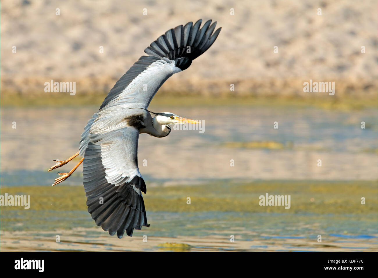 A grey heron (Ardea cinerea) in flight, South Africa Stock Photo