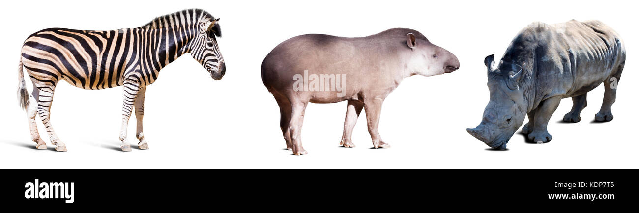 Set of Odd-toed ungulate animals. Isolated over white Stock Photo