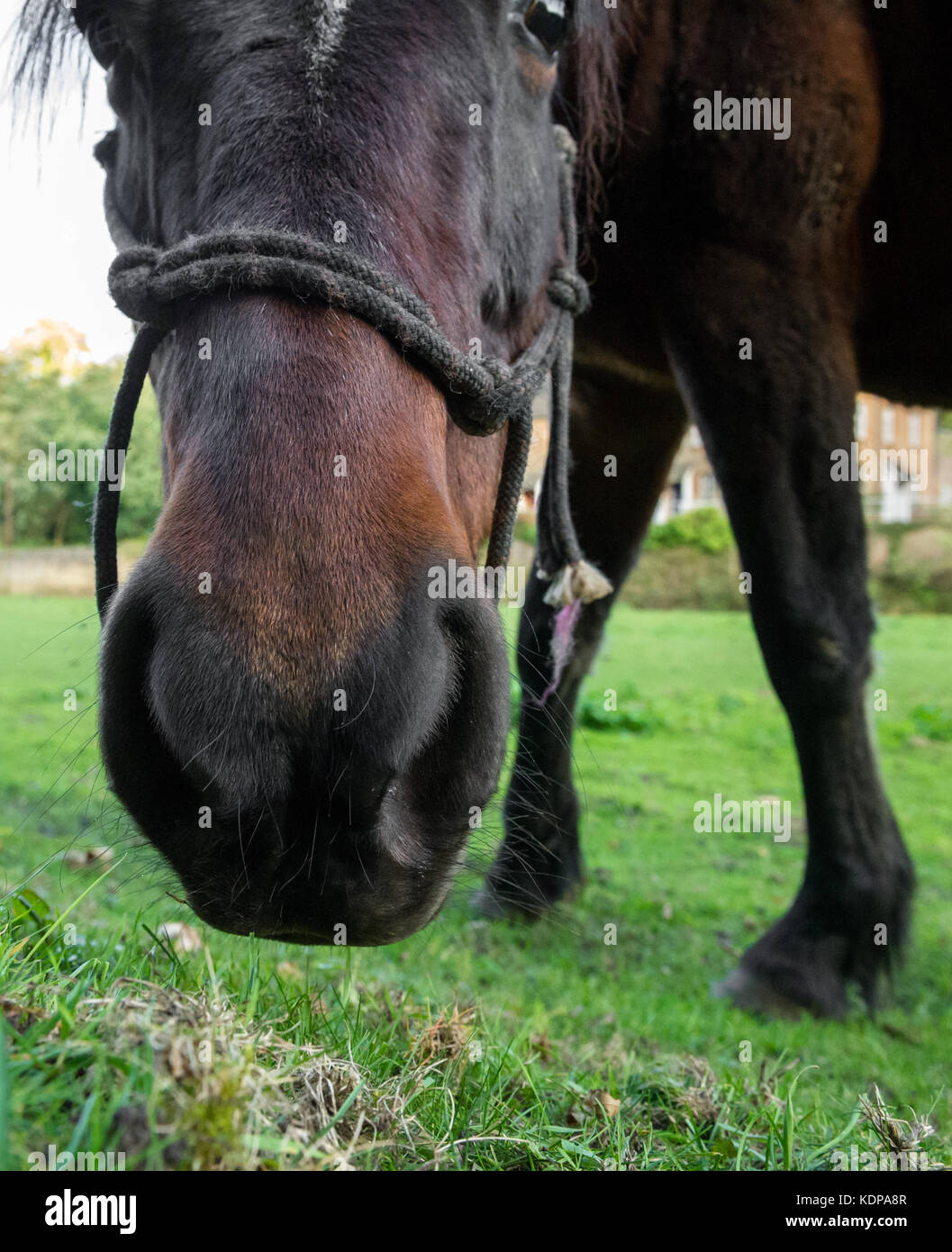 Horse eating grass. Stock Photo