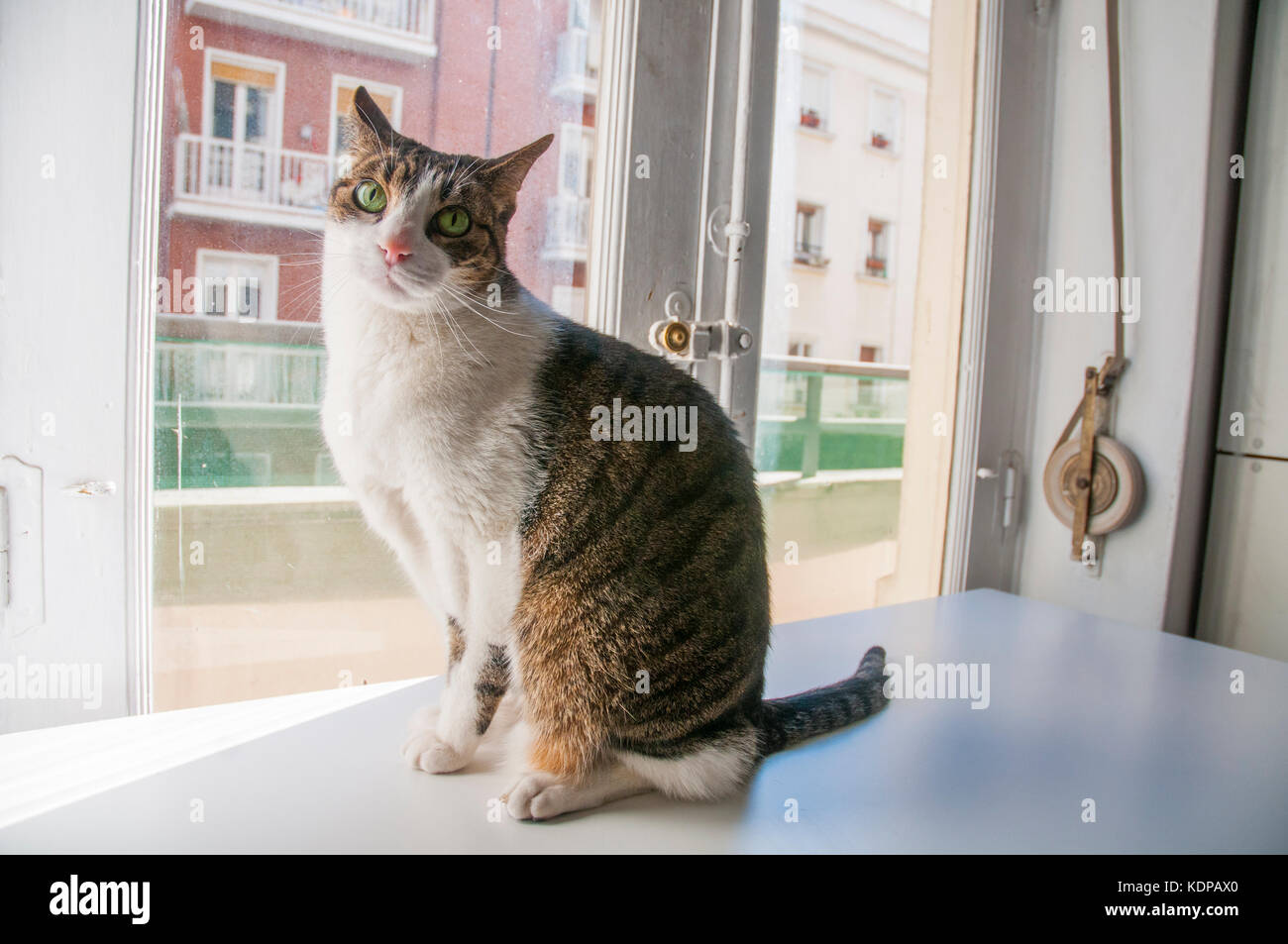 Tabby and white cat sitting by the window. Stock Photo