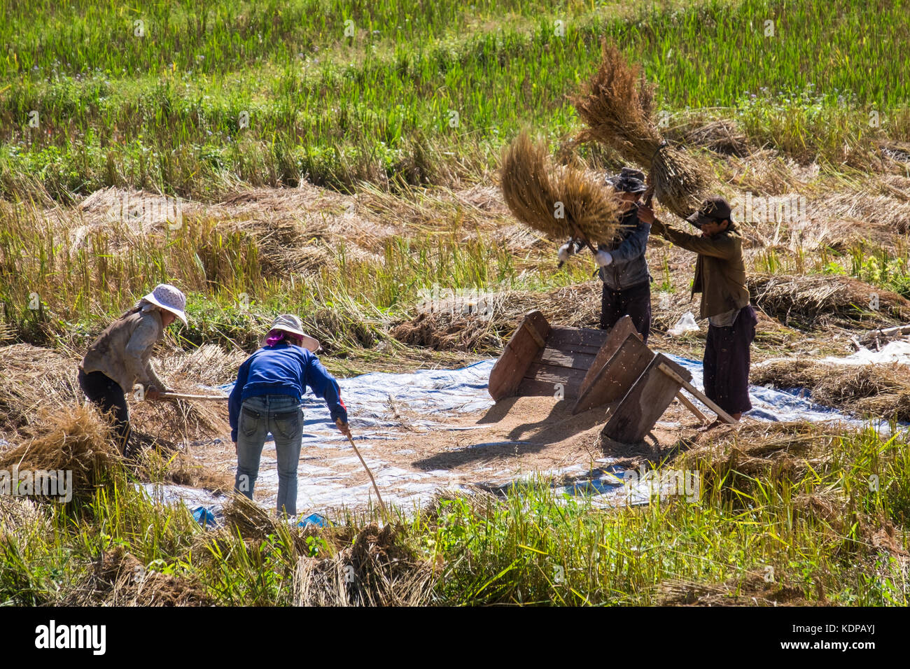Workers bashing rice in a field in rice fields surrounding Luang Namtha Stock Photo