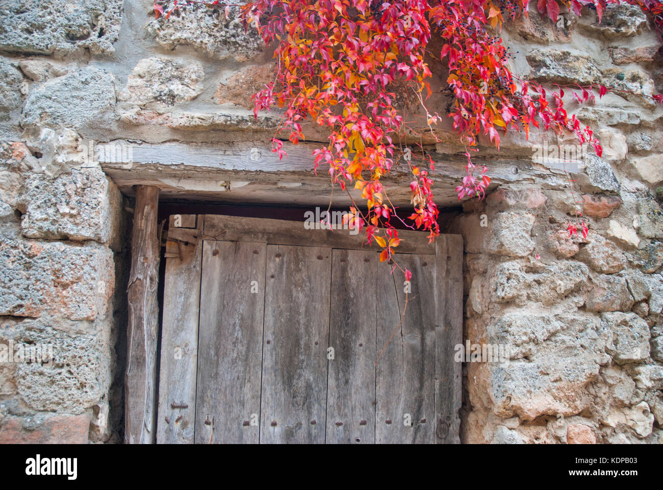 Old wooden door and ivy leaves in Autumn. Stock Photo