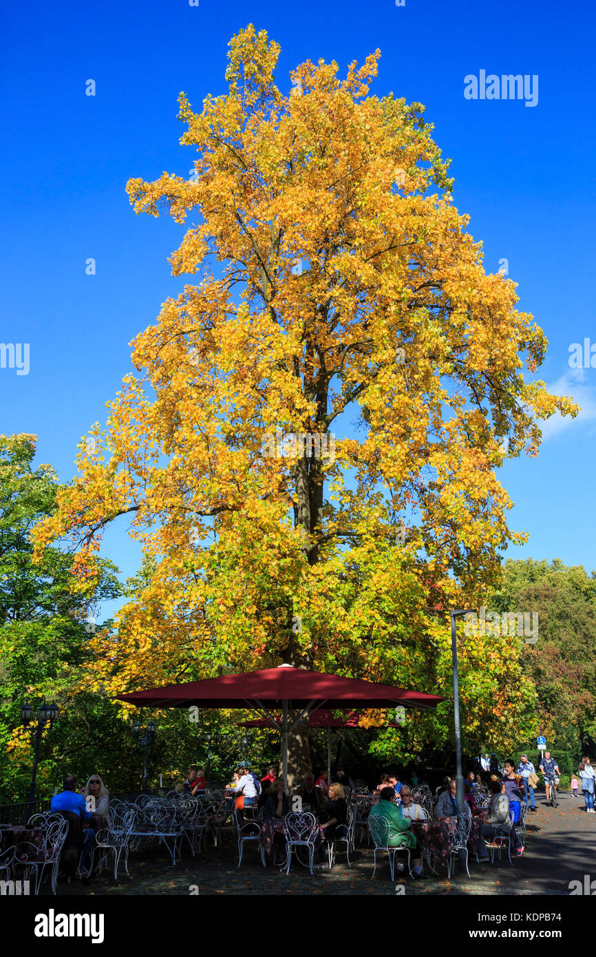 People in an outdoor café with an autumnal tree with yellow foliage, in Mülheim an der Ruhr, Germany Stock Photo