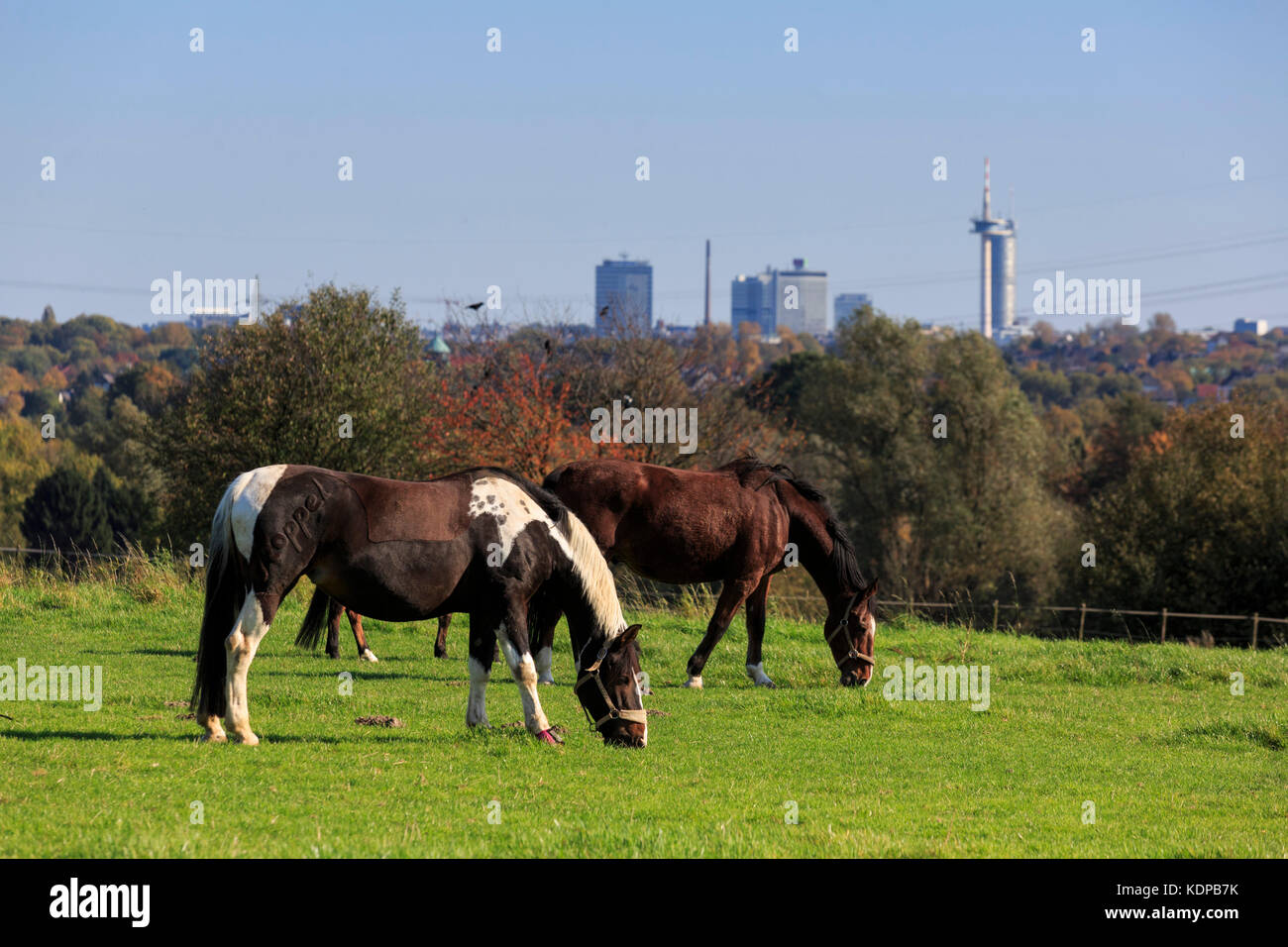 Horses grazing in front of the Essen skyline, Ruhr Area, Mülheim an der Ruhr, North Rhine-Westphalia, Germany Stock Photo
