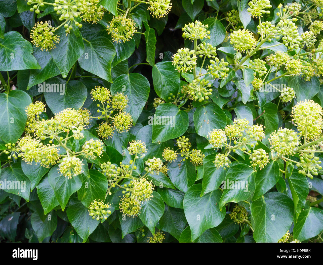 Ivy plant Hedera with flowers blooming in October in North Yorkshire