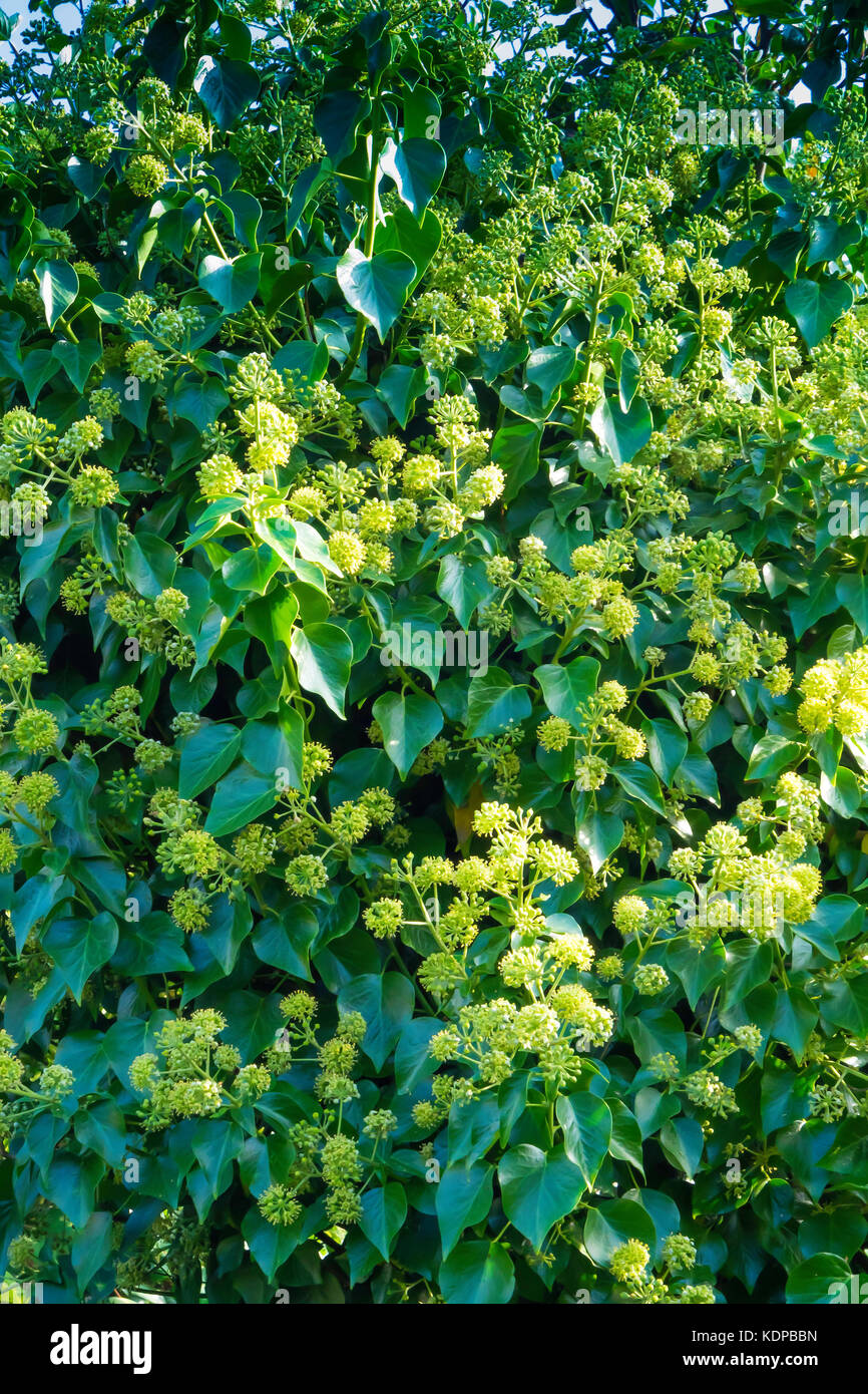 Ivy plant Heera with flowers blooming in October in North Yorkshire