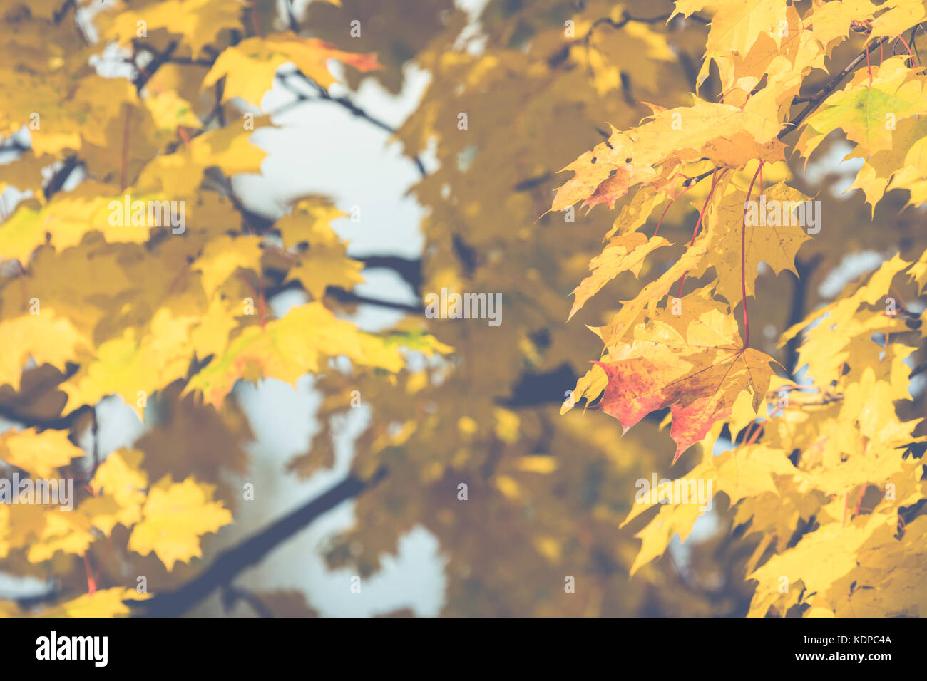 Autumn. Fall scene. Beauty nature scene trees and leaves. Nature ...