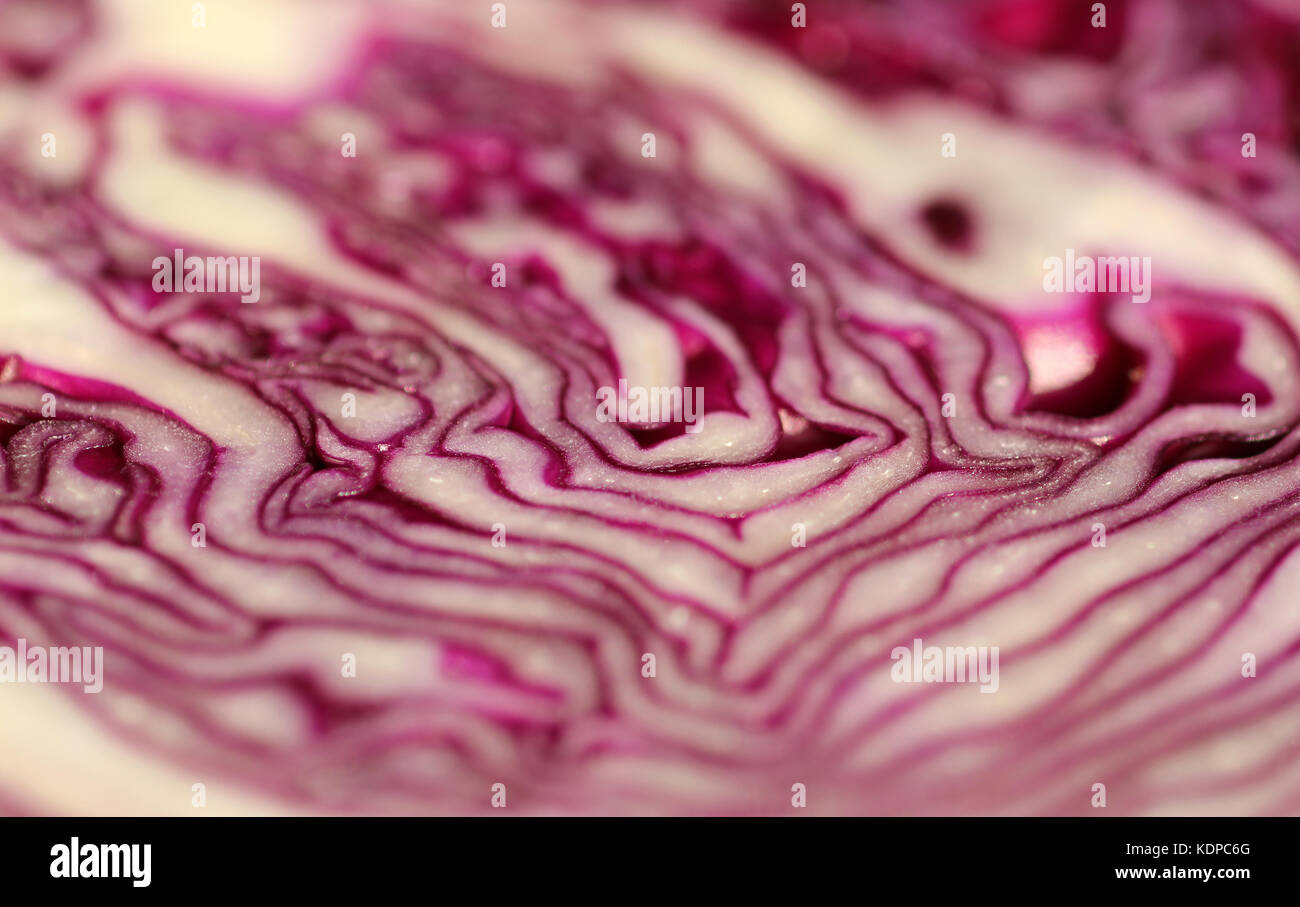 red cabbage Stock Photo