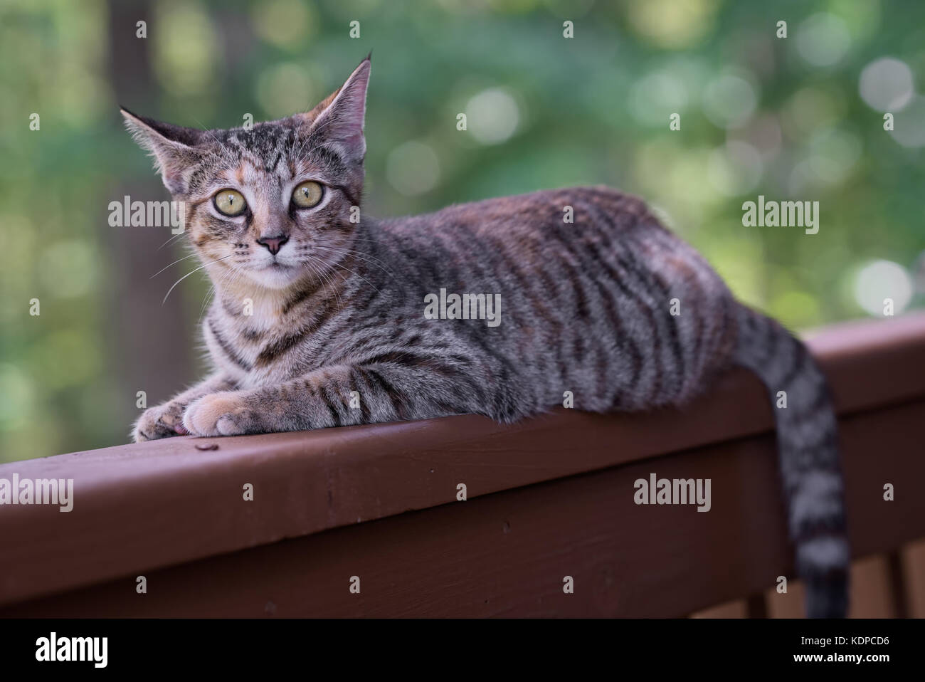 Pepper colored kitten lying down on porch railing Stock Photo