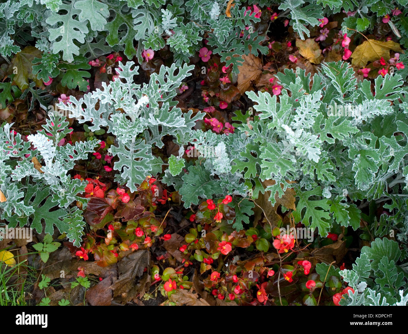 Senecio cineraria 'Silver Dust' shrub in autumn Stock Photo