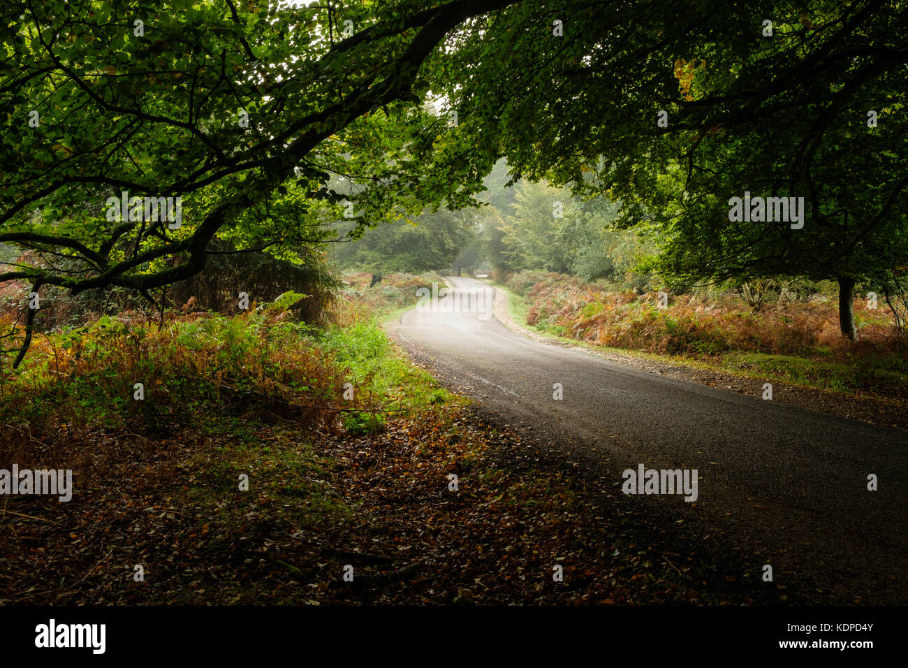 A narrow road through Bolderwood Ornamental Drive Stock Photo Alamy