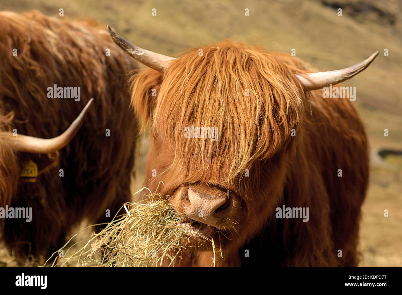 Glen Coe Highland Cow Stock Photo - Alamy