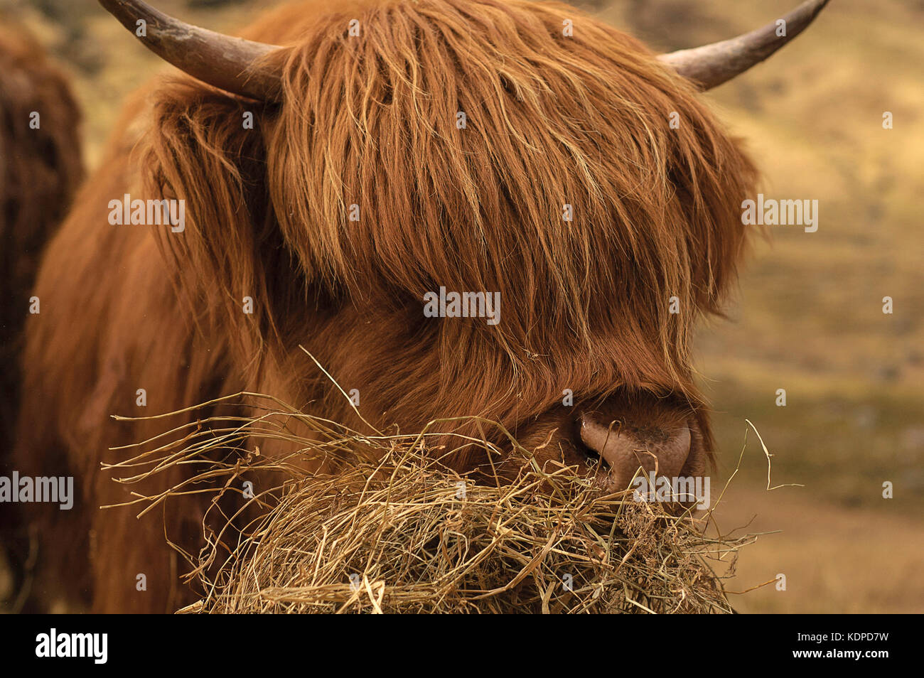 Glen Coe Highland Cow Stock Photo - Alamy
