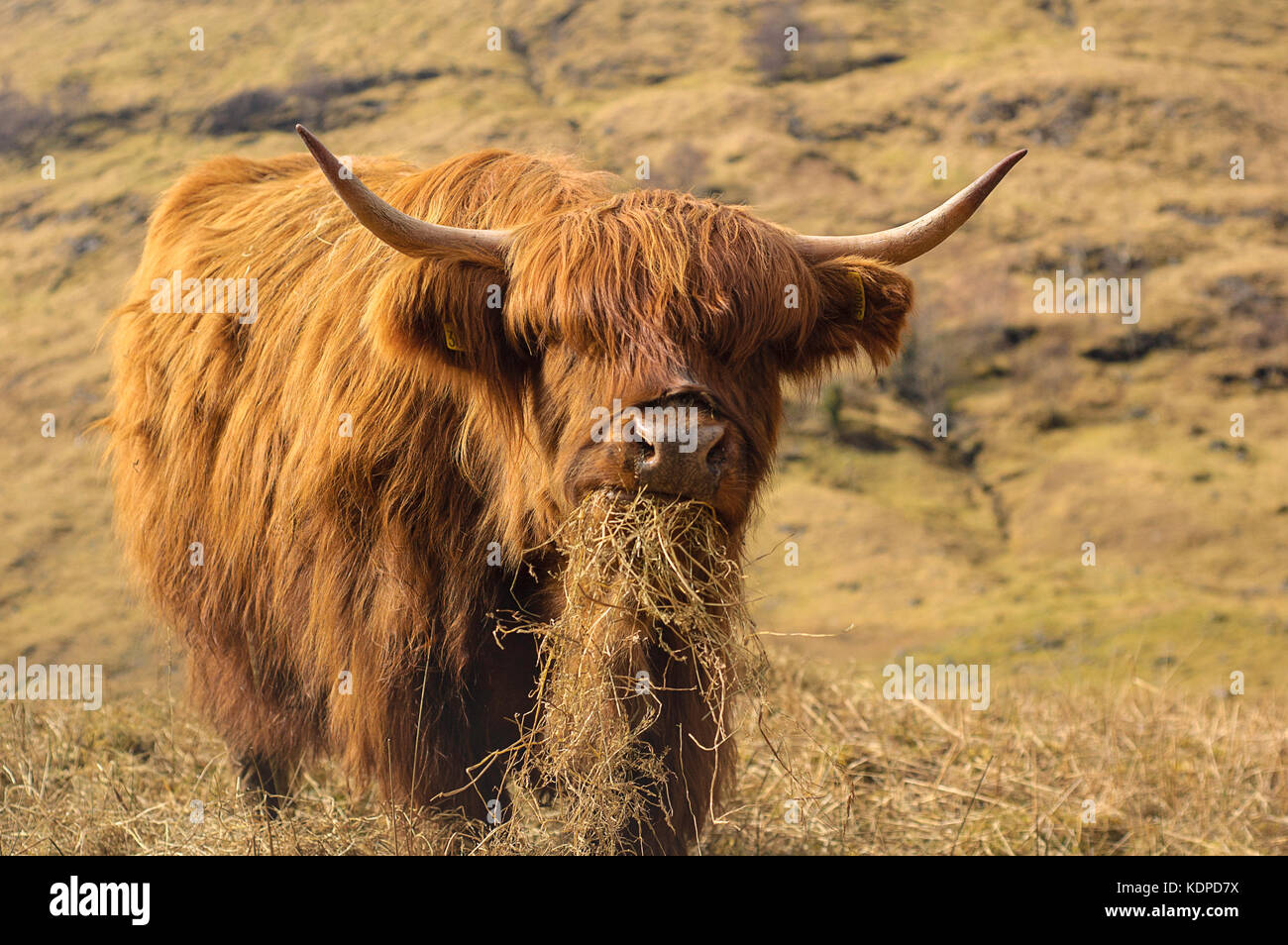 Glen Coe Highland Cow Stock Photo - Alamy