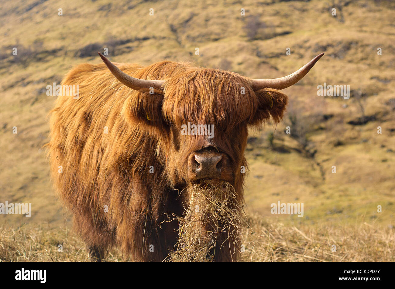 Glen Coe Highland Cow Stock Photo - Alamy
